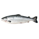 Norwegian salmon a4-5kg/20kg 02466914900009