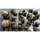 Snail cooked 250g/1,5kg frozen 06409410061047