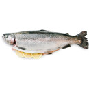 Rainbow trout superior gutted 