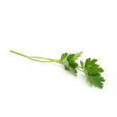 Blade parsley 250g 07340111000005