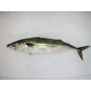 Mackerel whole gutted, fresh ca400g/3kg