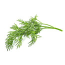 Dill 100g/2kg 06406600011431