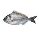 ASC Gilthead seabream a3kg gutted scaled 02310732000000