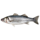 ASC Sea bass ap400-600g/3kg gutted scaled 06406690114746