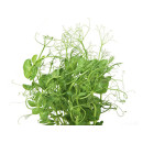 Peashoot 250g/bag