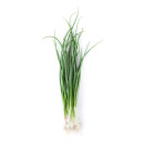 Spring onion domentic 100g/bunch 06415350005676