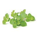 Oregano fresh ap50g 06406600040288