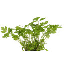 Lovage ap100g 06406600043234