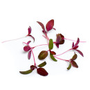 Red amaranth 30g/box 06430053060395