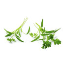 Chervil cress 15g/box 06430053060517