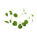 Korean mint cress 15g/ask 06415350014692