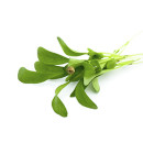 Coriander cress 15g/box 06430053060333