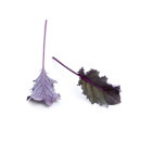 Red kale baby leaf 20g/box