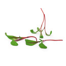 Red mangold cress 50g/box