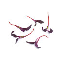 Beetroot cress 20g/box 06430053060210