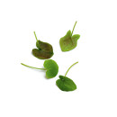 French sorrel 15g/box 06430053060296