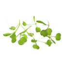 Rucola cress 30g/box 06430053060388