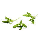Mexican tarragon cress 10g/box 06430053060272
