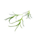 Seaweed 20g/box 06430053060432