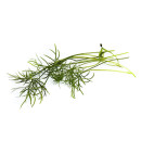 Bronze fennel cress 15g/box 06430053060319