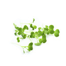 Baby kale leaf 60g/box 06430053060456