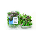 Cress mix 70g/box 06415352200024