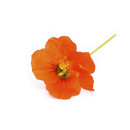 Nasturtium flower 10pcs/box 06430053060166