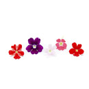 Verbena flower 40pcs/box 06430053060180