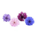 Cornflowers 10pcs/box 06430053060104