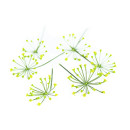 Dill flower 5g/box 06430053060265