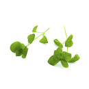 Chickweed 30g/box 06430053060531