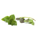 indian mint 10g/box 06430053060425