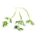 Carway cress 15g/box 06430053060555