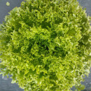 Ice lettuce salad bulk packaged ap2kg/box 02366090300009