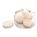 Scallops, fresh, in shell 5kg
