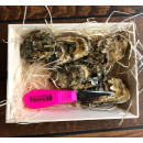 MSC Pacific Oyster (Crassostrea Gigas) size II 6pcs/box chilled NL + knife 03700096610486