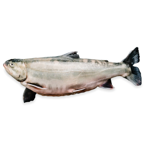 Arctic charr farmed ca700g/10kg 02366116100002