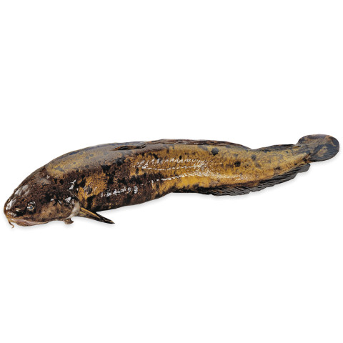 Burbot whole ca1,2kg/5kg 02366133100009