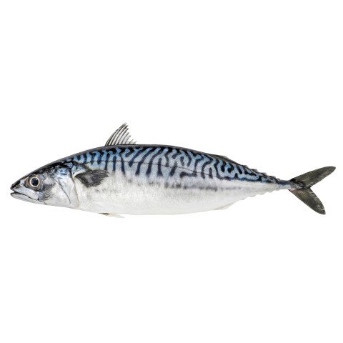 Mackerel whole gutted, fresh ca400g/3kg 02366135200004