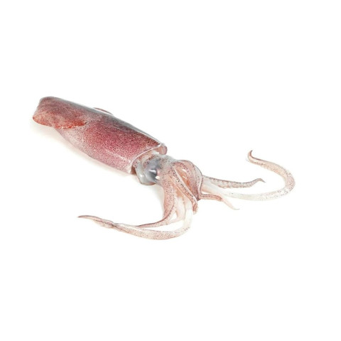 Squid fresh ap3kg 02366155200008