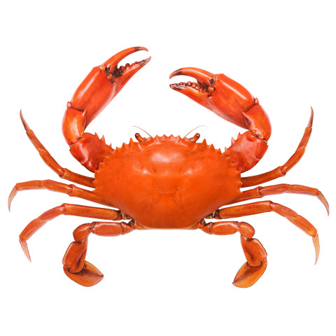 Crab boiled ca700g/vac 02366182800004