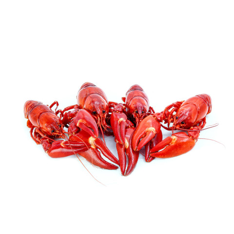 Signal Crayfish alive 10-11cm domestic 06406600118048