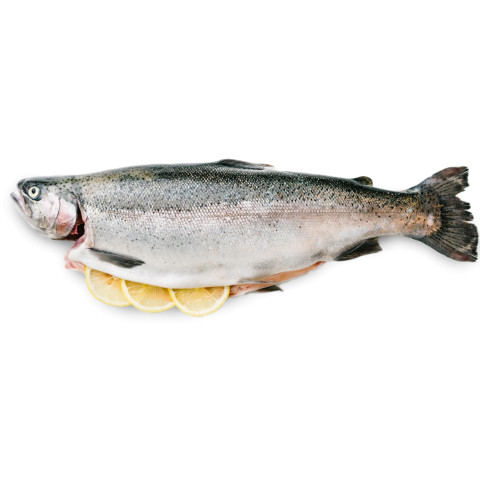 Rainbow trout superior gutted n.1,8kg/10kg chilled 02366106600000
