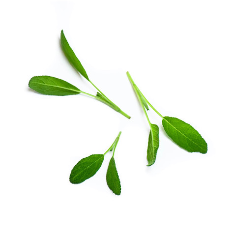 Sage sprout 20g/box 06430053060340
