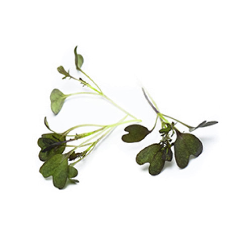 Red frills cress 30g/box 06430053060357