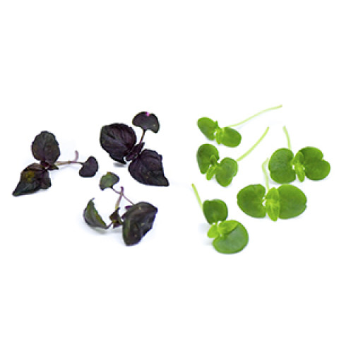 Perilla cress, 15g/box 06430053060067