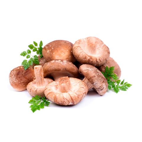Shiitake mushroom mini 2kg 06406600060231