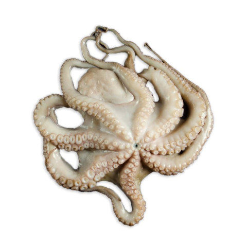 Octopus 3kg 02310880000006