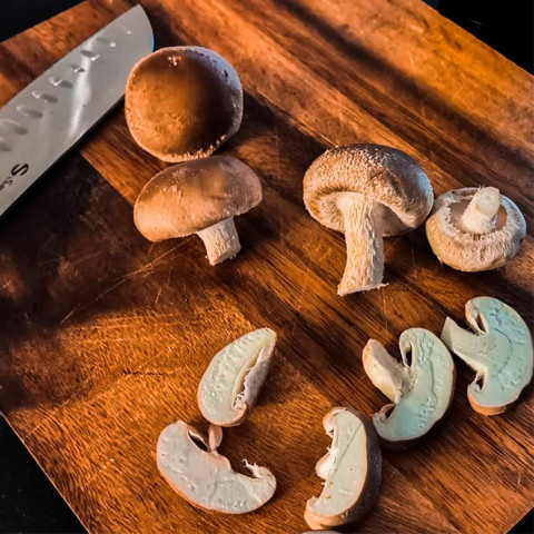Shiitake mushroom catering 2kg 06430061210096