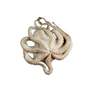 Mustekala Octopus 3kg 02310880000006